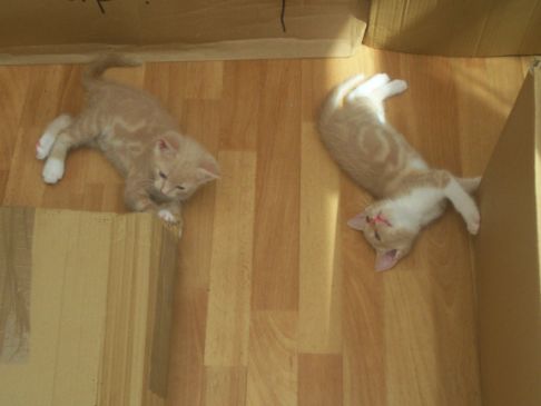 Picture of a cat / kitten / feline