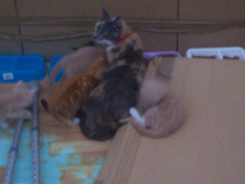 Picture of a cat / kitten / feline