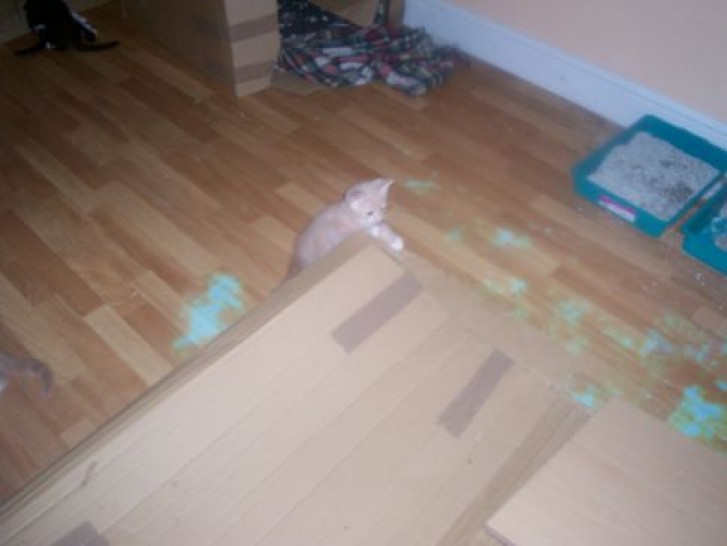 Picture of a cat / kitten / feline