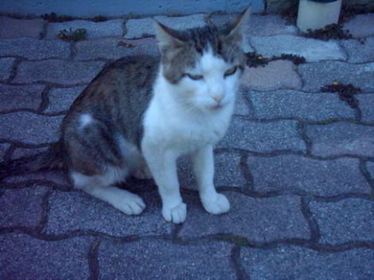 Picture of a cat / kitten / feline