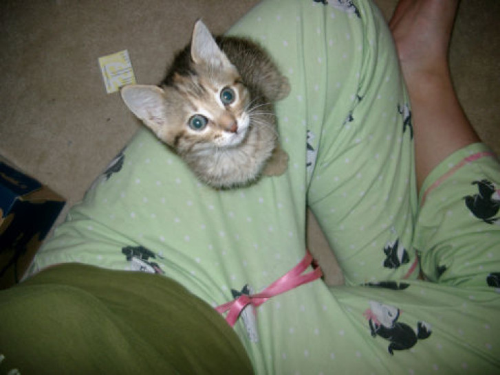 Picture of a cat / kitten / feline