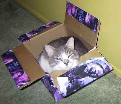 Picture of a cat / kitten / feline