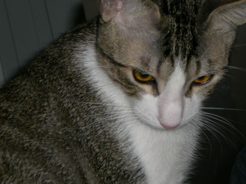 Picture of a cat / kitten / feline