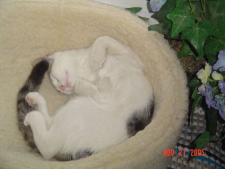 Picture of a cat / kitten / feline