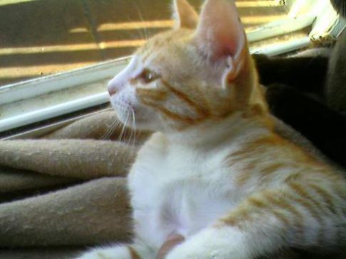 Picture of a cat / kitten / feline