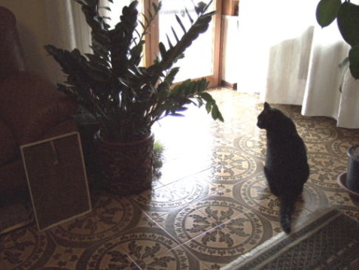 Picture of a cat / kitten / feline