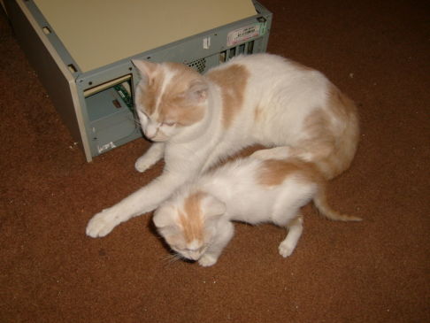 Picture of a cat / kitten / feline