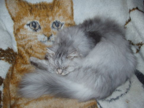 Picture of a cat / kitten / feline