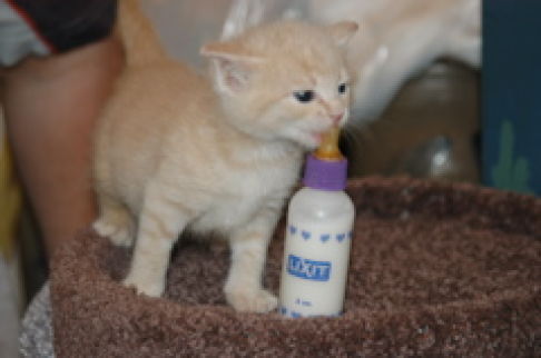 Picture of a cat / kitten / feline