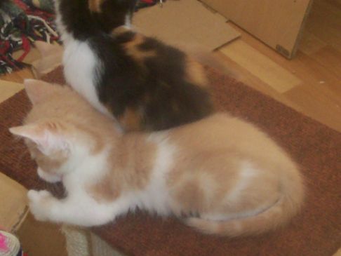 Picture of a cat / kitten / feline