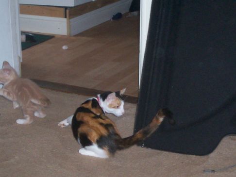 Picture of a cat / kitten / feline