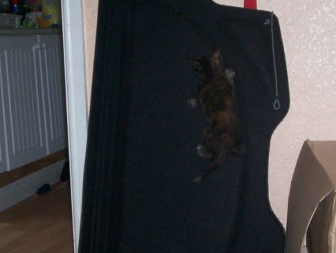 Picture of a cat / kitten / feline