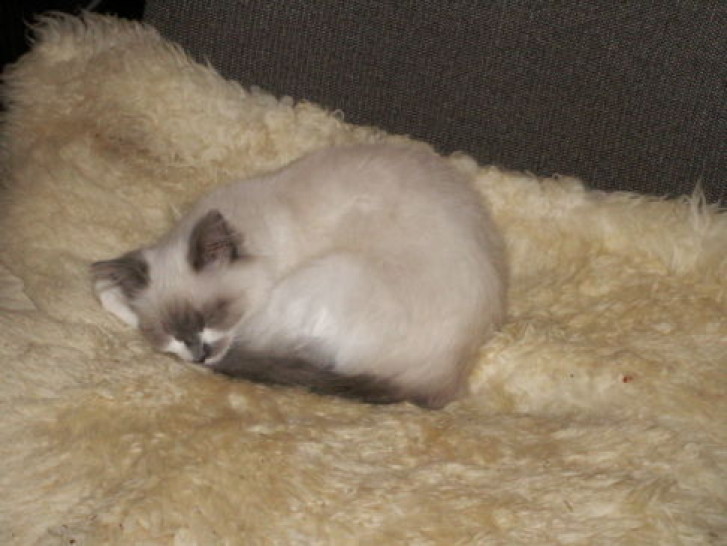 Picture of a cat / kitten / feline