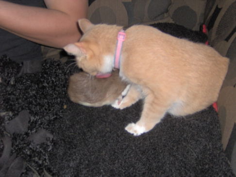 Picture of a cat / kitten / feline