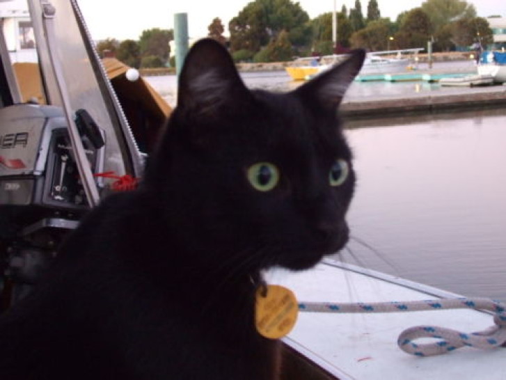 Picture of a cat / kitten / feline