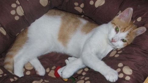 Picture of a cat / kitten / feline