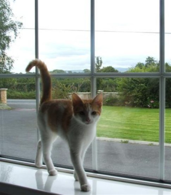 Picture of a cat / kitten / feline