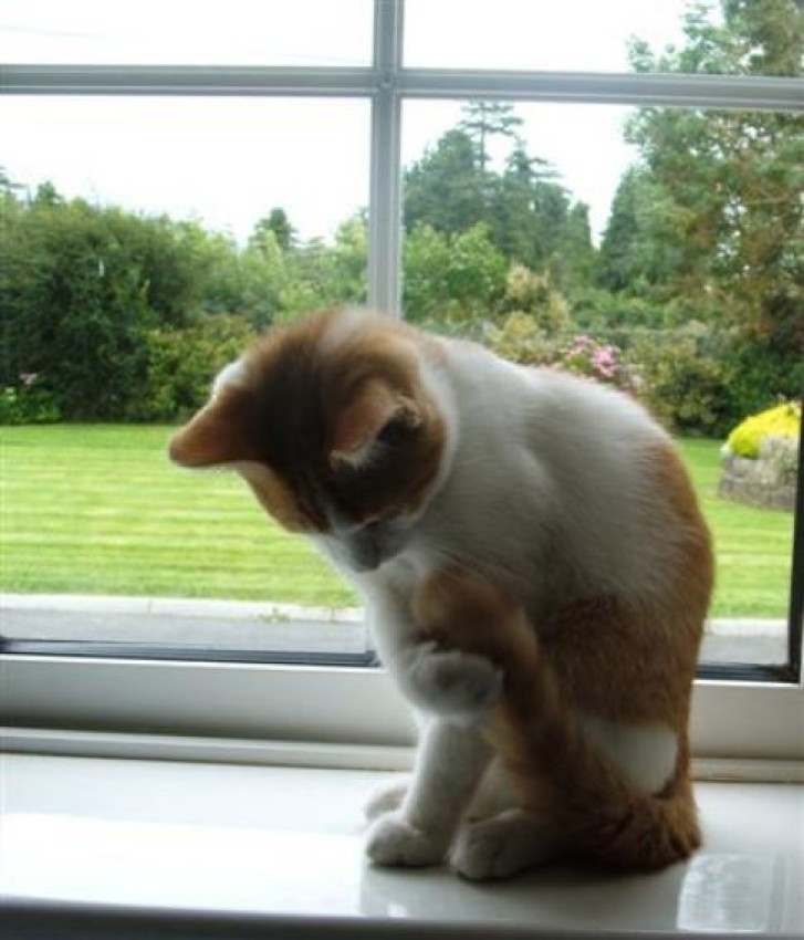 Picture of a cat / kitten / feline