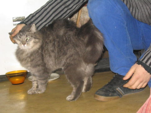 Picture of a cat / kitten / feline