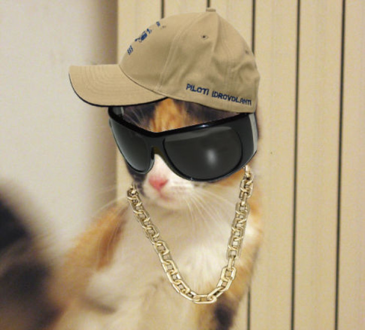 Picture of a cat / kitten / feline