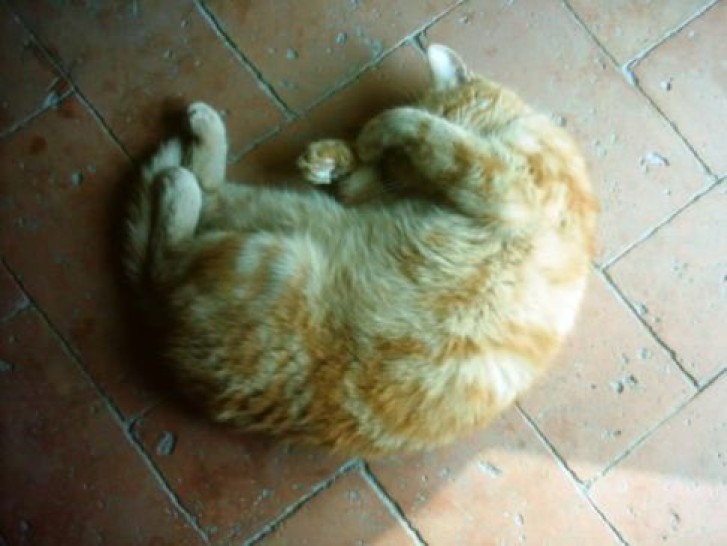 Picture of a cat / kitten / feline