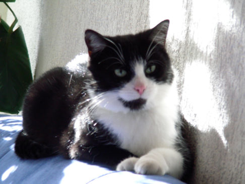 Picture of a cat / kitten / feline