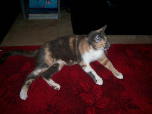 Picture of a cat / kitten / feline