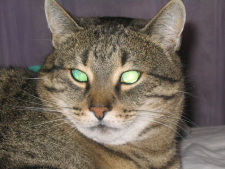 Picture of a cat / kitten / feline