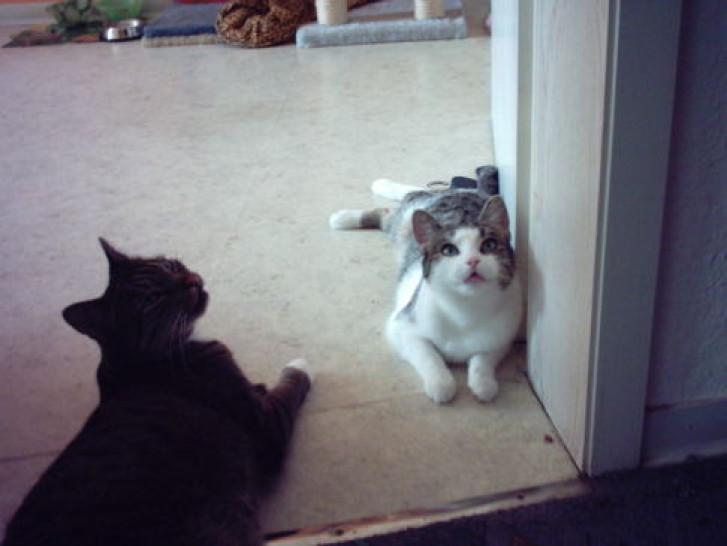 Picture of a cat / kitten / feline