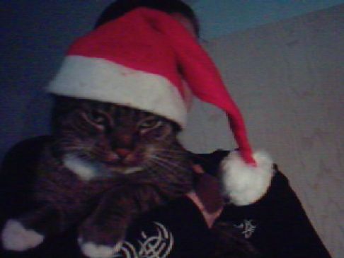 Picture of a cat / kitten / feline