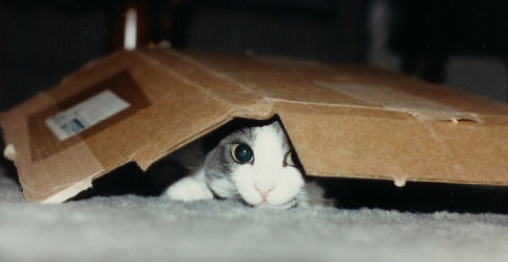 Picture of a cat / kitten / feline