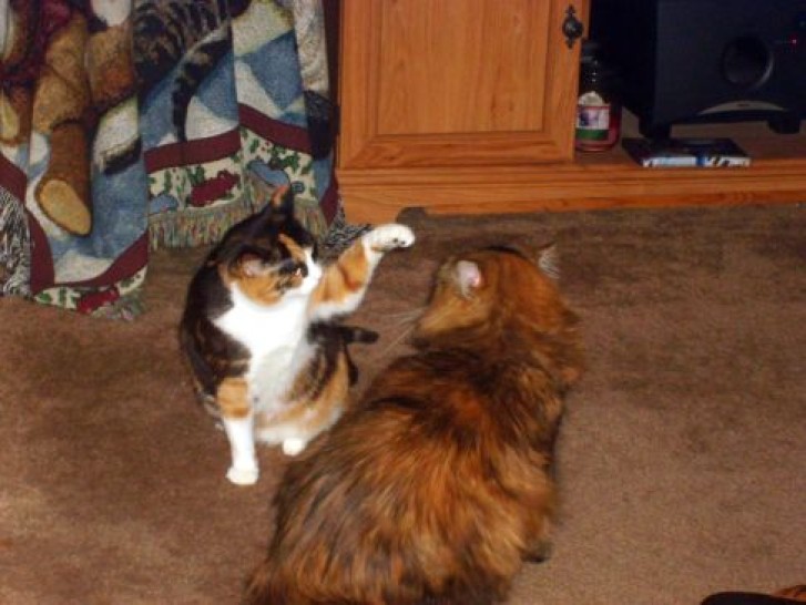 Picture of a cat / kitten / feline