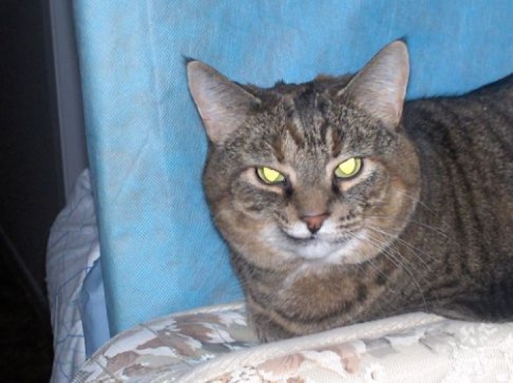 Picture of a cat / kitten / feline