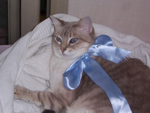 Picture of a cat / kitten / feline