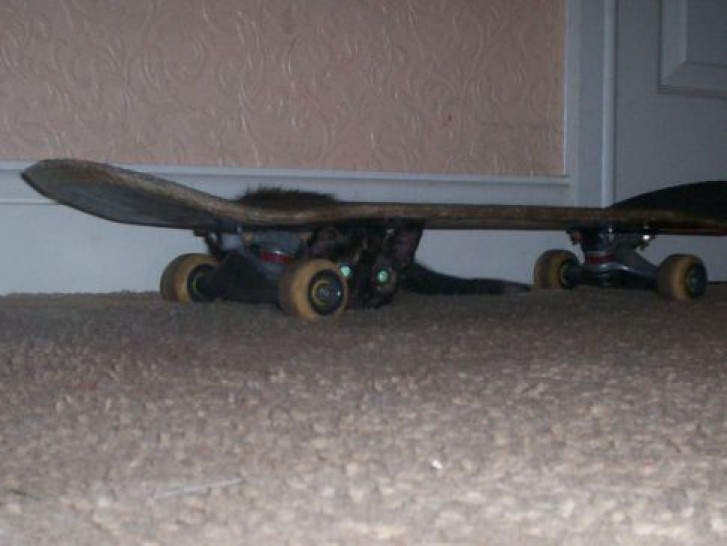 Picture of a cat / kitten / feline