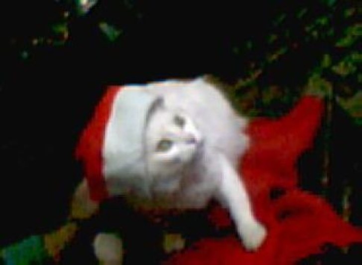 Picture of a cat / kitten / feline