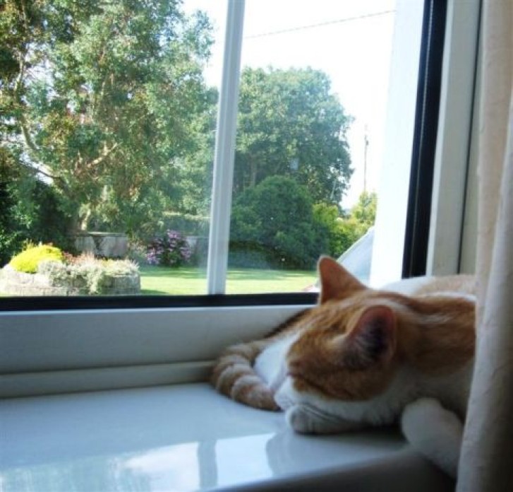 Picture of a cat / kitten / feline