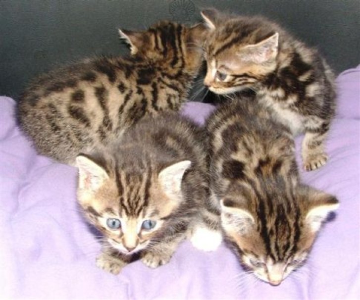 Picture of a cat / kitten / feline