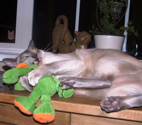 Picture of a cat / kitten / feline