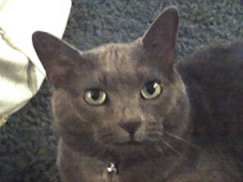 Picture of a cat / kitten / feline