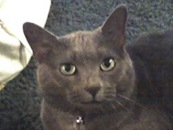 Picture of a cat / kitten / feline