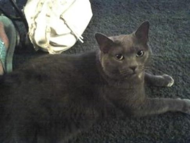 Picture of a cat / kitten / feline