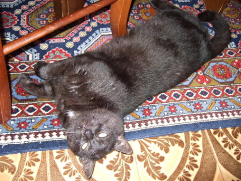 Picture of a cat / kitten / feline