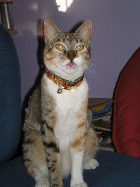 Picture of a cat / kitten / feline