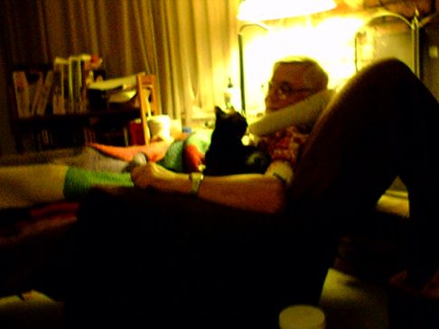 Picture of a cat / kitten / feline