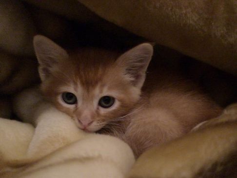 Picture of a cat / kitten / feline