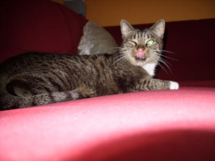 Picture of a cat / kitten / feline