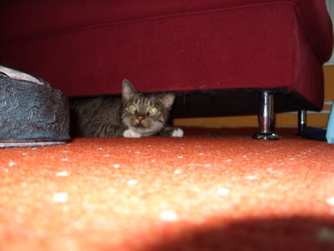 Picture of a cat / kitten / feline