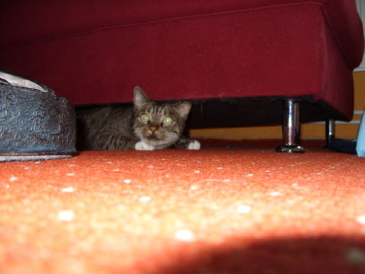 Picture of a cat / kitten / feline