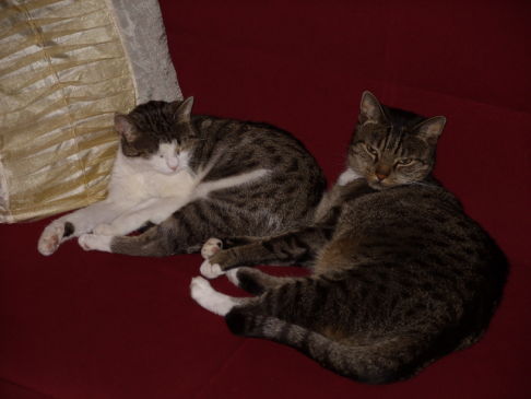 Picture of a cat / kitten / feline